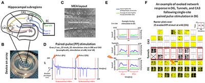 Sparse and Specific Coding during Information Transmission between Co-cultured Dentate Gyrus and CA3 Hippocampal Networks